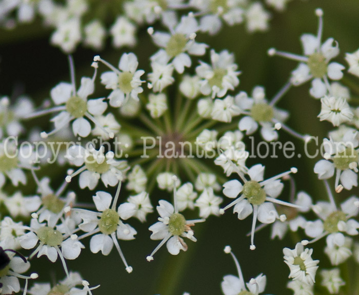 PGC-P-Cicuta-maculata-aka-Water-Hemlock-0614b-2