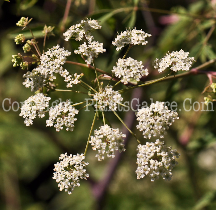 PGC-P-Cicuta-maculata-aka-Water-Hemlock-1-3