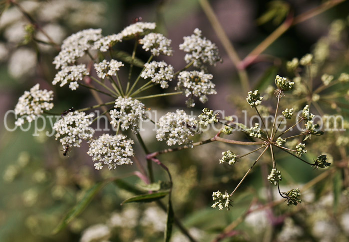 PGC-P-Cicuta-maculata-aka-Water-Hemlock-1-5