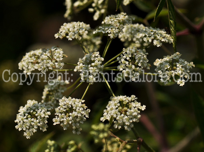 PGC-P-Cicuta-maculata-aka-Water-Hemlock-1-6