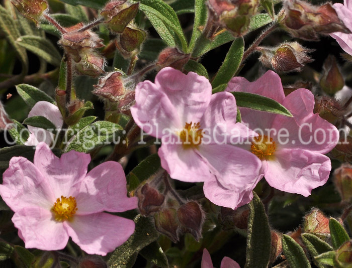 PGC-P-Cistus-x-skanbergii-aka-Rockrose-1