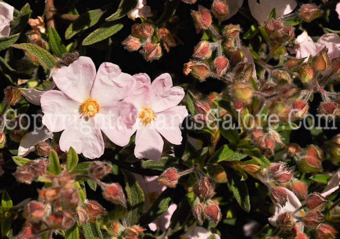 PGC-P-Cistus-x-skanbergii-aka-Rockrose--1