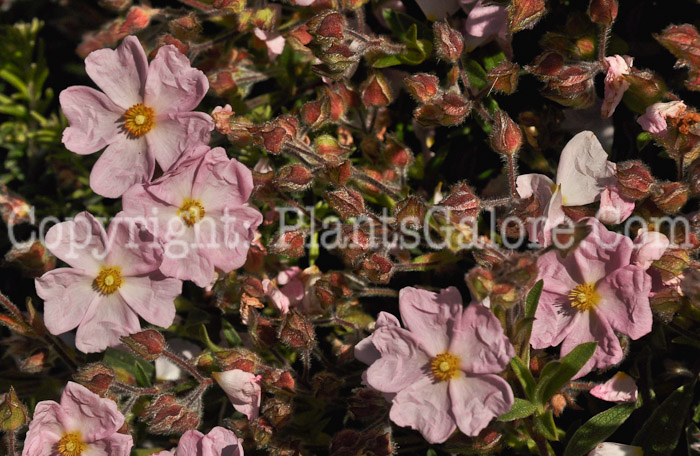 PGC-P-Cistus-x-skanbergii-aka-Rockrose--2