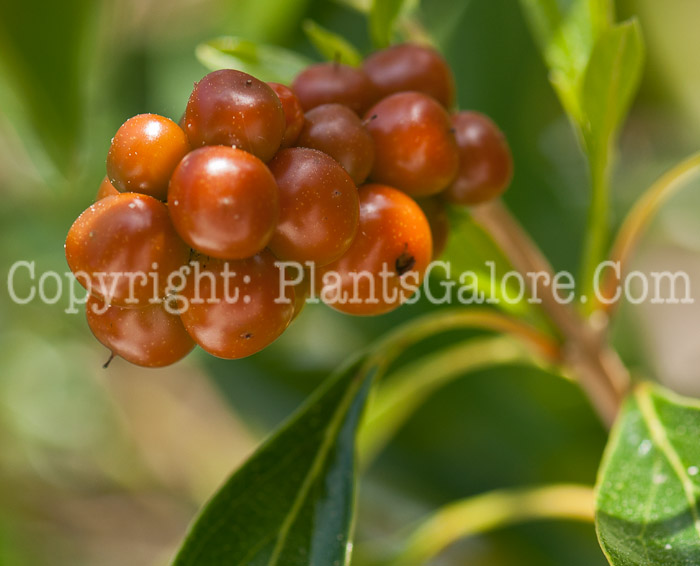 PGC-T-Citharexylum-fruticosum-aka-Fiddlewood-0214-1