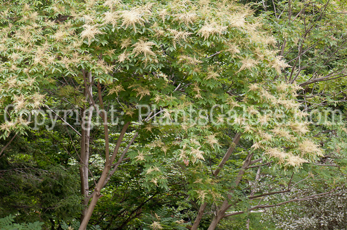 PGC-T-Cladrastis-kentukea-ala-Kentucky-Coffee-Tree-flower-1