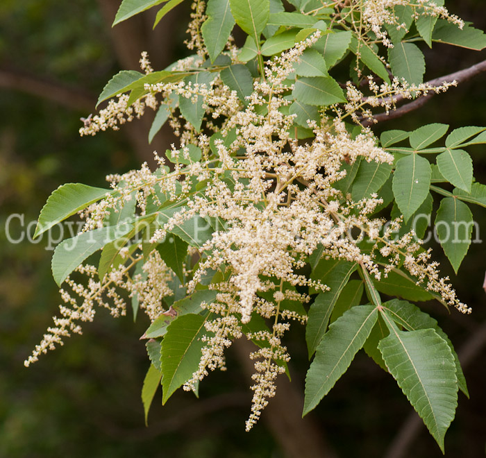 PGC-T-Cladrastis-kentukea-ala-Kentucky-Coffee-Tree-flower-3