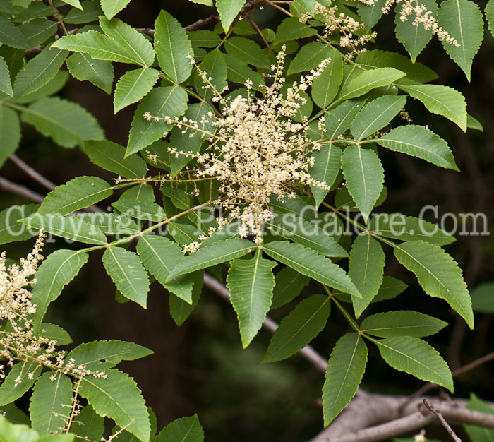 PGC-T-Cladrastis-kentukea-ala-Kentucky-Coffee-Tree-flower-4