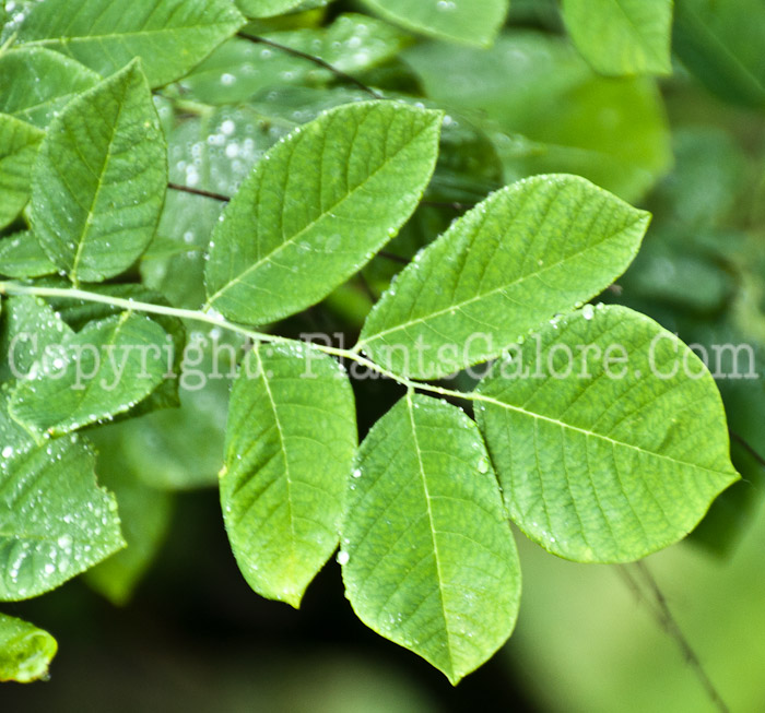 PGC-T-Cladrastis-kentukea-ala-Kentucky-Coffee-Tree-leaf-1
