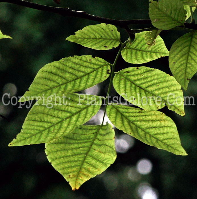 PGC-T-Cladrastis-kentukea-ala-Kentucky-Coffee-Tree-leaf-2