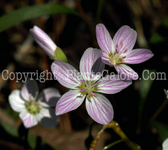 PGC-P-Claytonia-virginica-aka-Spring-Beauty-1