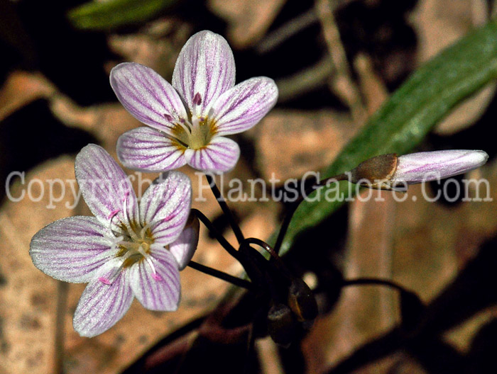 PGC-P-Claytonia-virginica-aka-Spring-Beauty-2
