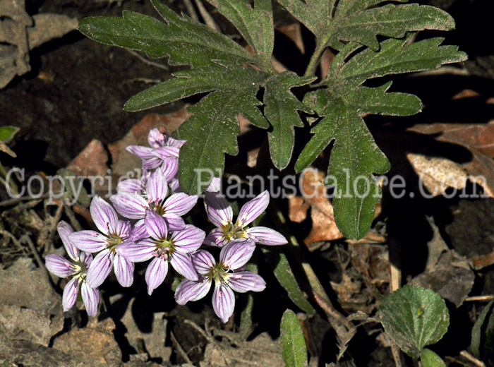 PGC-P-Claytonia-virginica-aka-Spring-Beauty-3