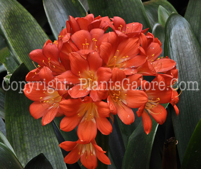 PGC-P-Clivia-00