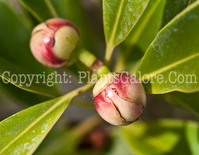 PGC-S-Clusia-lanceolata-aka-Balsam-Apple-0214-2