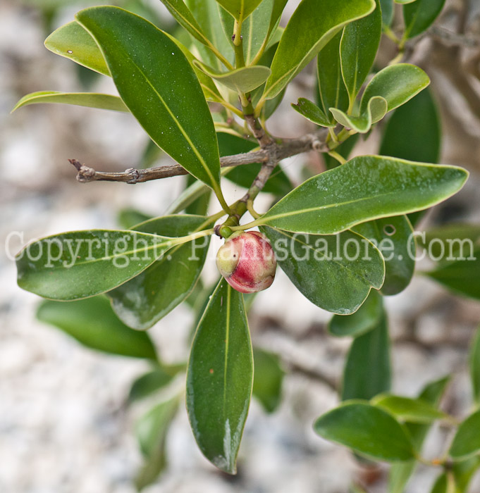 PGC-S-Clusia-lanceolata-aka-Balsam-Apple-0214-3