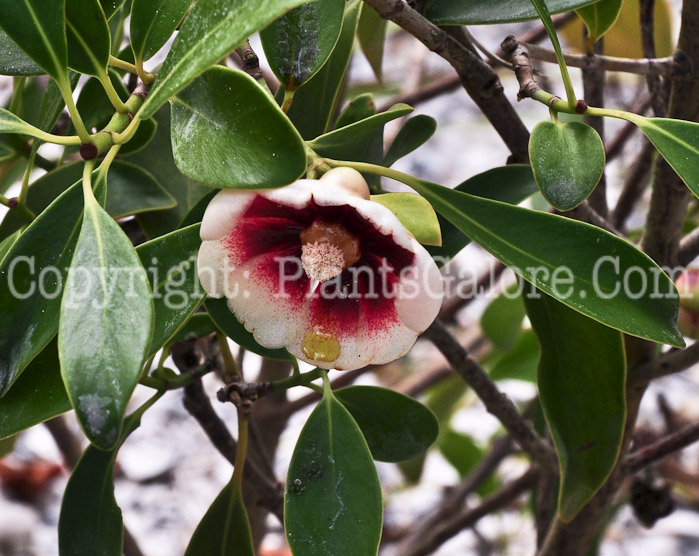 PGC-S-Clusia-lanceolata-aka-Balsam-Apple-2013-2