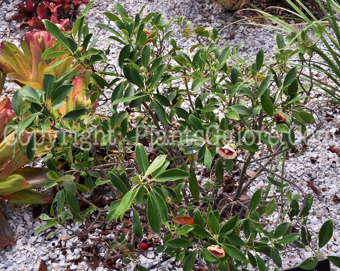 PGC-S-Clusia-lanceolata-aka-Balsam-Apple-2013-3