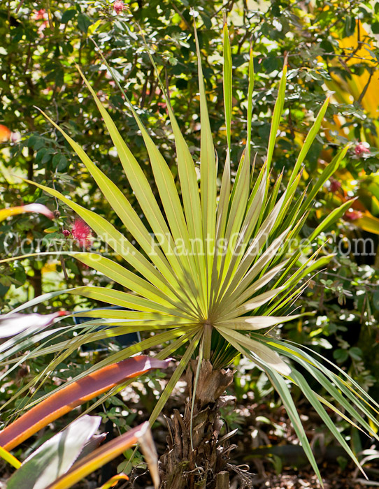 PGC-T-Coccothrinax-argentea-aka-Hispaniola-Silver-Thatch-Palm-0214-1