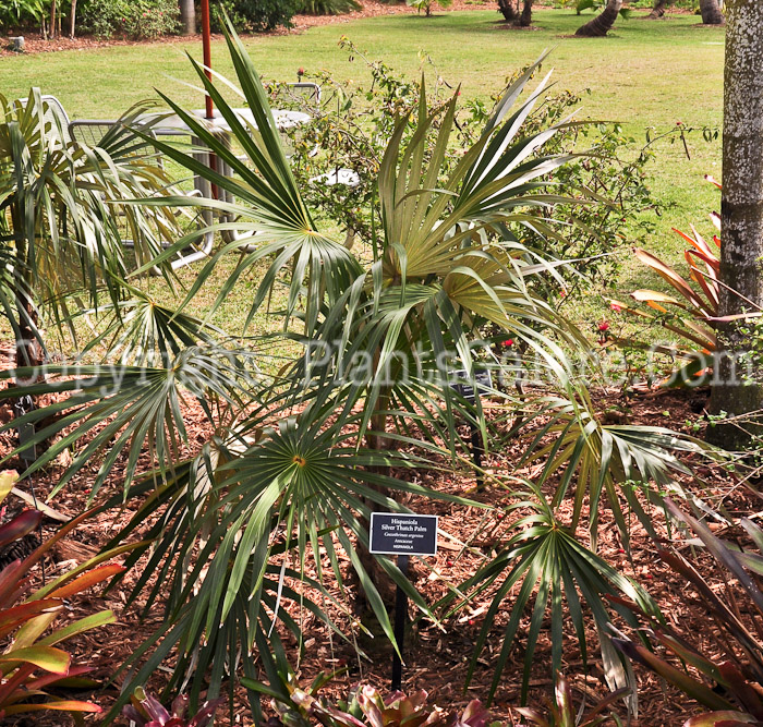 PGC-T-Coccothrinax-argentea-aka-Hispaniola-Silver-Thatch-Palm-2013-1
