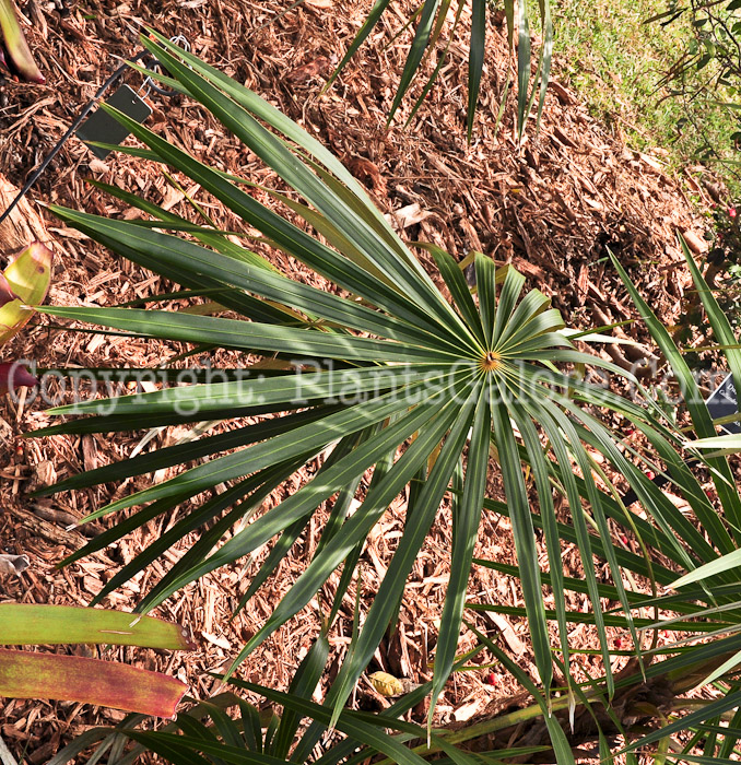 PGC-T-Coccothrinax-argentea-aka-Hispaniola-Silver-Thatch-Palm-2013-2