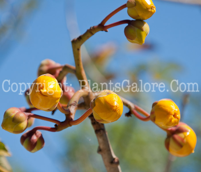 PGC-T-Cochlospermum-vitifolium-Flore-Pleno-aka-Double-Buttercup-Tree-0114-2