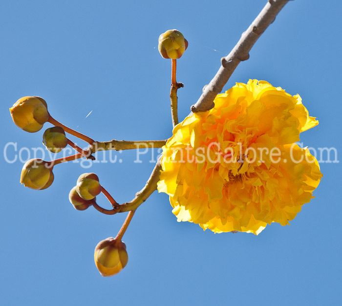 PGC-T-Cochlospermum-vitifolium-Flore-Pleno-aka-Double-Buttercup-Tree-0114-3