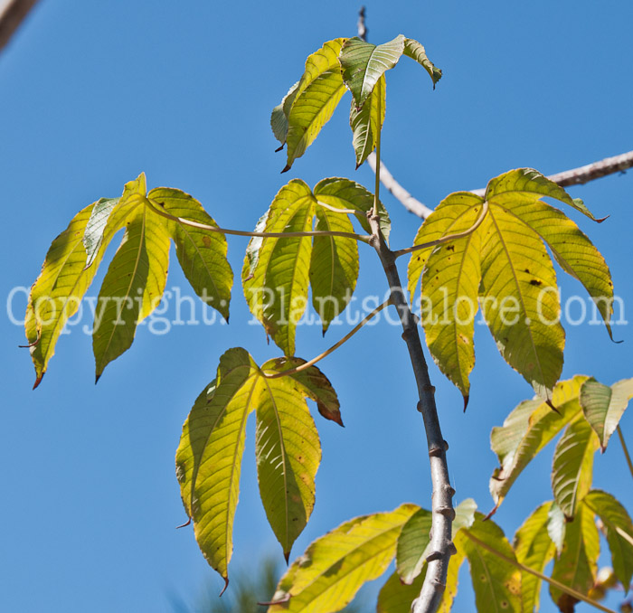 PGC-T-Cochlospermum-vitifolium-Flore-Pleno-aka-Double-Buttercup-Tree-0114-5