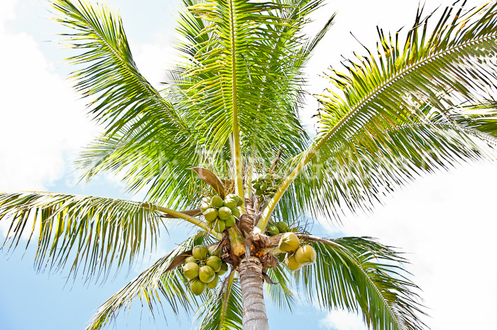 PGC-T-Cocos-nucifera-aka-Coconut-Palm-0214-3-2