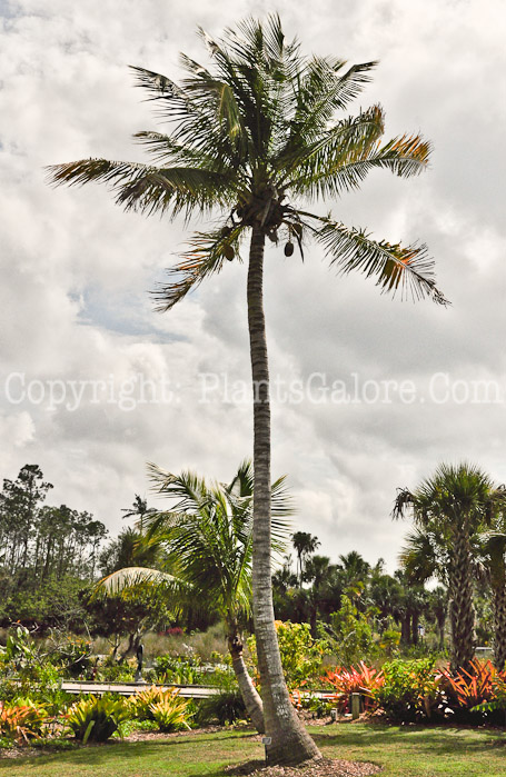 PGC-T-Cocos-nucifera-aka-Coconut-Palm-2013-2