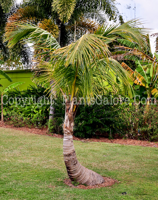 PGC-T-Cocos-nucifera-aka-Coconut-Palm-2013-4