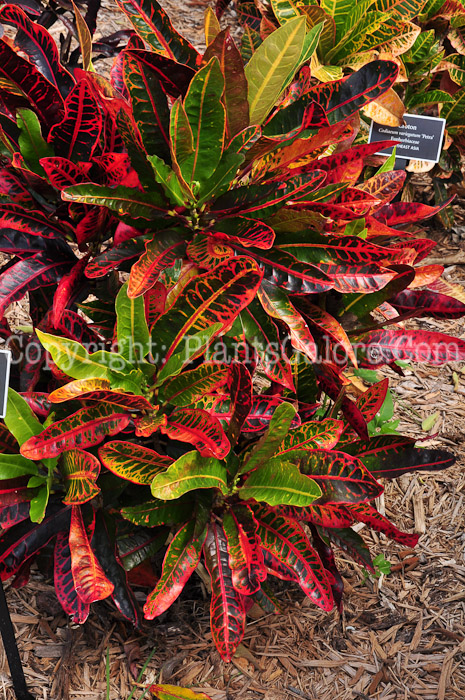 PGC-S-Codiaeum-variegatum-Petra-Multicolor-aka-Croton-2013-1