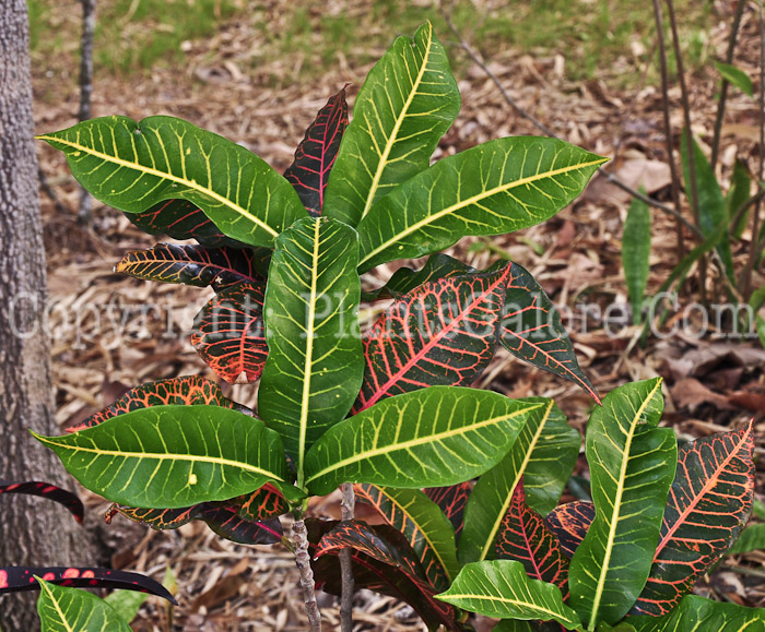 PGC-S-Codiaeum-variegatum-aka-Croton-2013-1