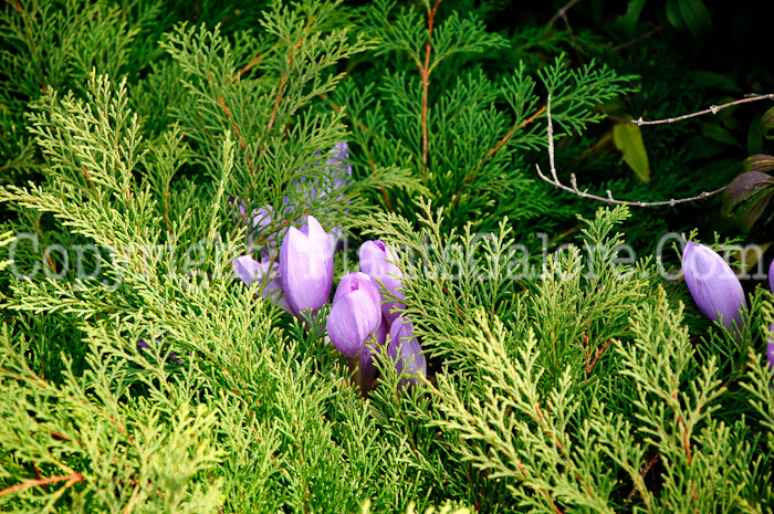 PGC-B-Colchicum-autumnale-2010-2-006