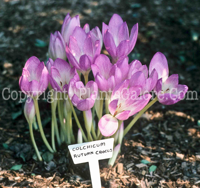 PGC-B-Colchicum-autumnale-2010-2-016