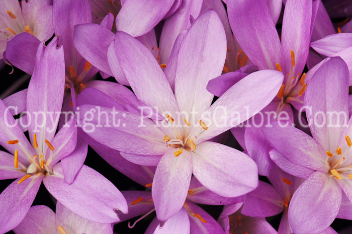 PGC-B-Colchicum-speciosum-aka-Showy-Autumn-Crocus-2