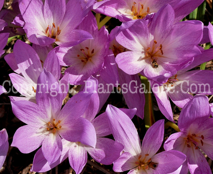 PGC-B-Colchicum-speciosum-aka-Showy-Autumn-Crocus-6
