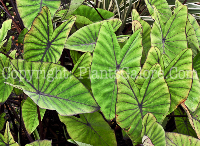 PGC-B-Colocasia-esculenta-Blue-Hawaii-aka-Taro-2013-1
