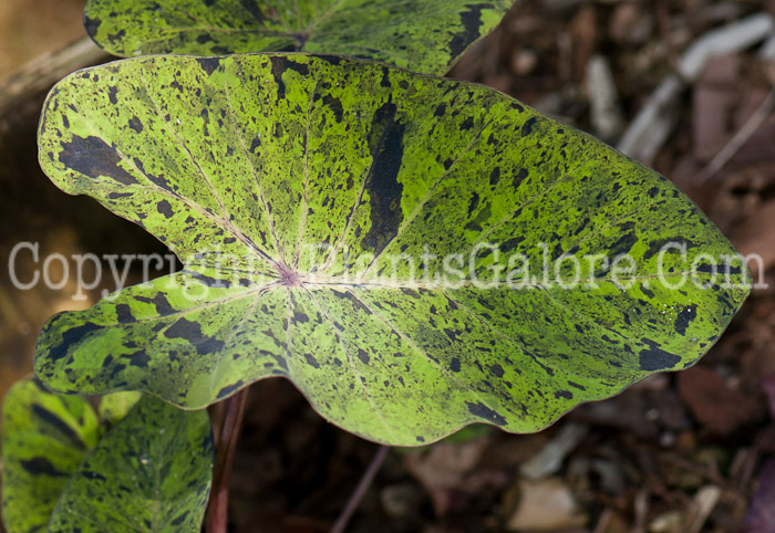 PGC-B-Colocasia-esculenta-Mojito-0214-1