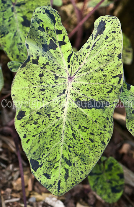 PGC-B-Colocasia-esculenta-Mojito-0214-2