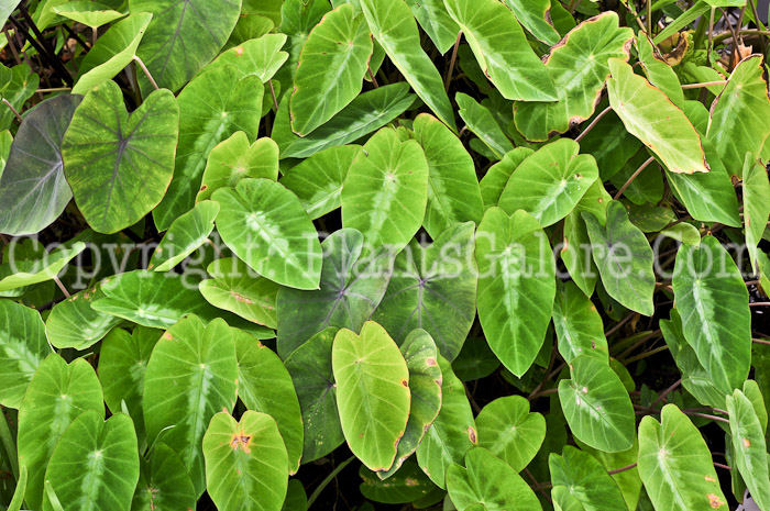 PGC-B-Colocasia-esculenta-Ruffles-aka-Taro-2013-1