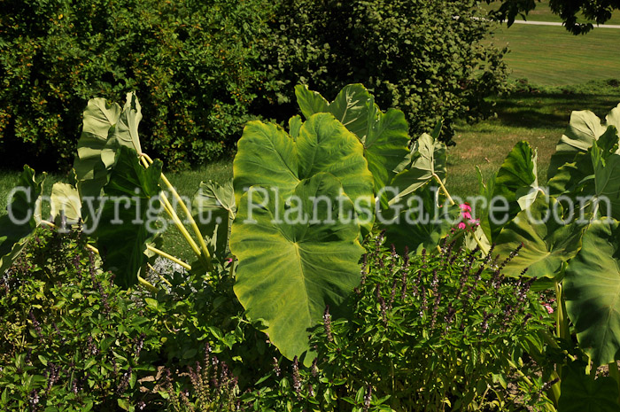 PGC-B-Colocasia-gigantea-aka-Giant-Elephant-Ears-1