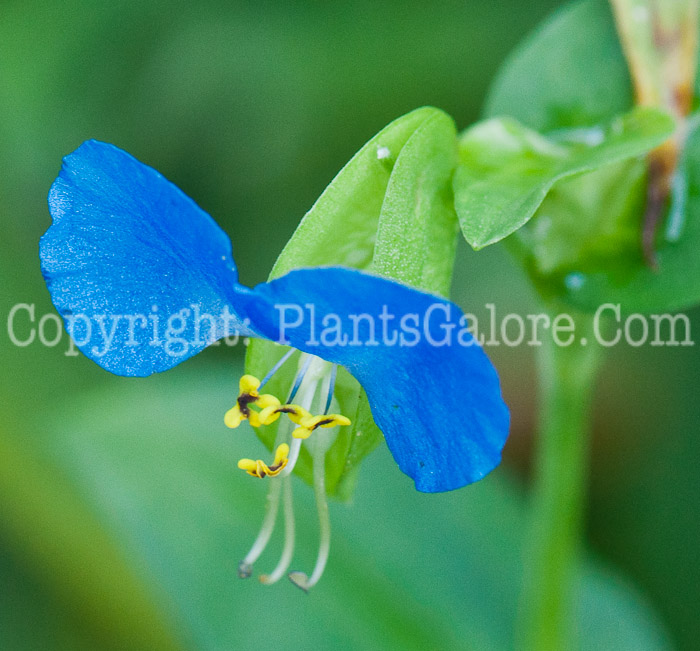 PGC-A-Commelina-communis-aka-Common-Dayflower-0913-1