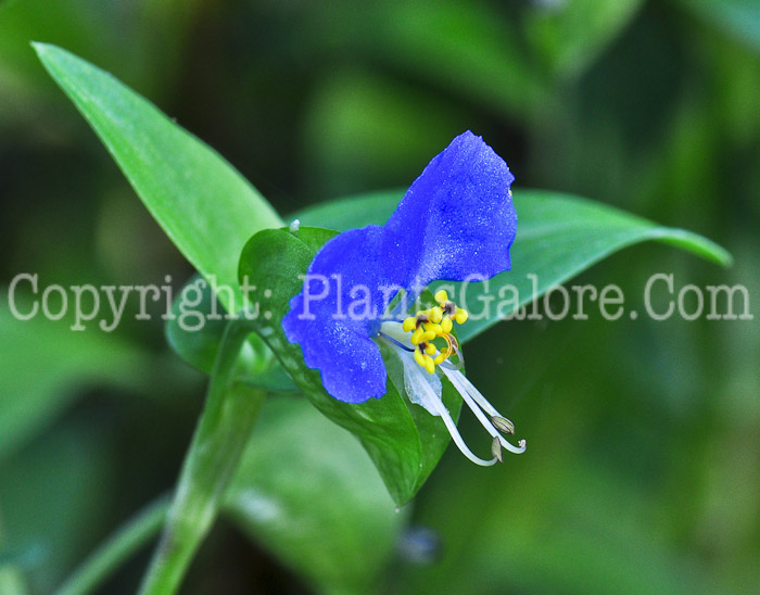 PGC-A-Commelina-communis-aka-Common-Dayflower-1013-1