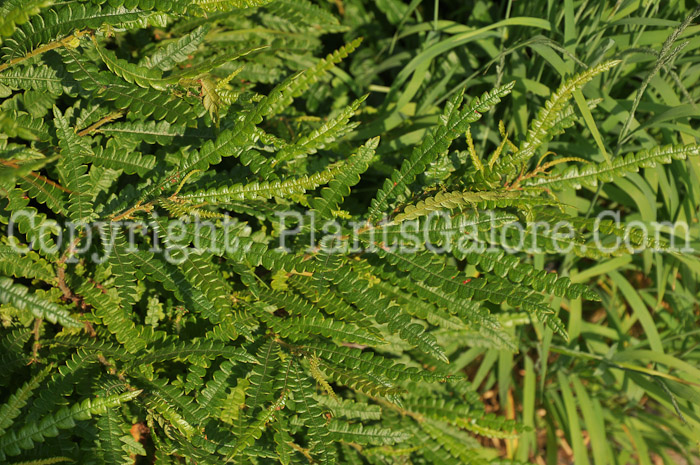 PGC-F-Comptonia-peregrina-aka-Sweet-Fern-1