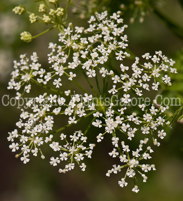 PGC-P-Conium-maculatum-aka-Poison-Hemlock-0614b-1