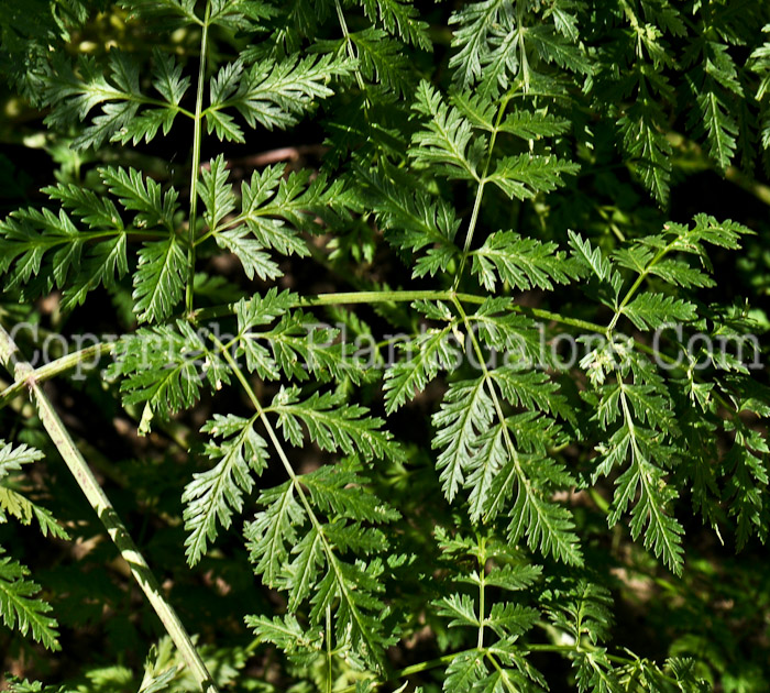 PGC-P-Conium-maculatum-aka-Poison-Hemlock-1-3