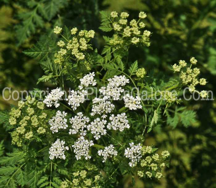 PGC-P-Conium-maculatum-aka-Poison-Hemlock-2-1