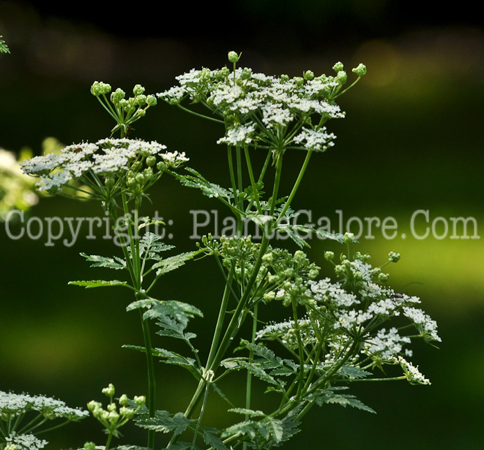 PGC-P-Conium-maculatum-aka-Poison-Hemlock-2-2