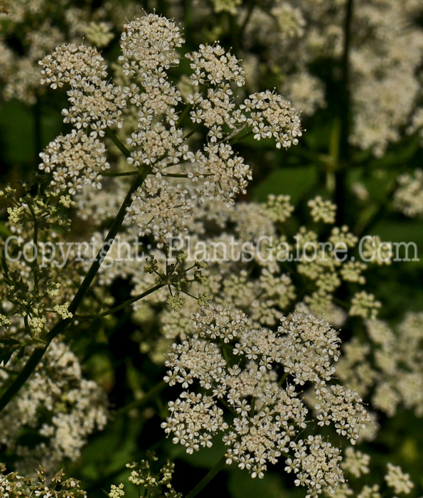 PGC-P-Conium-maculatum-aka-Poison-Hemlock-2-3