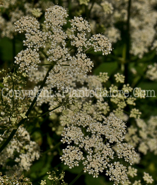 PGC-P-Conium-maculatum-aka-Poison-Hemlock-2-3